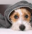 Saiba como manter seu pet higienizado no frio sem causar desconforto - Shutterstock  Foto: Alto Astral