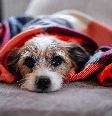 Em épocas mais chuvosas, é preciso estar atento à saúde do pet  Foto: Sonja Rachbauer | Shutterstock / Portal EdiCase