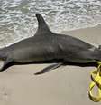 Animal foi encontrado em uma praia do Alabama, nos EUA  Foto: Reprodução/Redes sociais