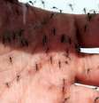 São Paulo confirmou a primeira morte por dengue na cidade este ano.  Foto: SERGIO CASTRO/ESTADÃO / Estadão