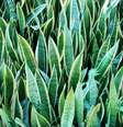 Saiba como cuidar dessa poderosa planta -  Foto: Shutterstock / João Bidu