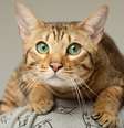 Com ajuda de especialistas em comportamento animal, escritora revelou mais sobre os sinais corporais dos gatos  Foto: LTim | Shutterstock / Portal EdiCase