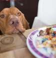 Saiba o que fazer quando o cão fizer aquele olhar de pet "pidão" - Shutterstock  Foto: Alto Astral