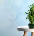 Tenha essa plantinha em casa -  Foto: Shutterstock / João Bidu