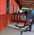 Vídeo de captura de cobra-real foi compartilhado nas redes sociais  Foto: Susanta Nanda