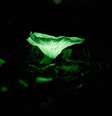 Cogumelos fantasmas podem ser encontrados crescendo em material vegetal em decomposição  Foto: Poidabro/CC BY-SA 4.0/Wikimedia Commons
