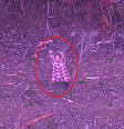 Mulher sobreviveu após ficar 5 dias perdida em área de mata afastada da cidade  Foto: Reprodução/Facebook/Victoria Police