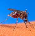 Casos de dengue no País.  Foto: USDA/Divulgação / Estadão