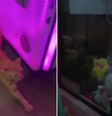 Homem 'pesca' gato de verdade em máquina de pelúcias no MS  Foto: Reprodução