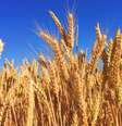 Farinha de trigo HB4, proveniente da versão transgênica da planta, já tinha consumo liberado no Brasil  Foto: Melissa Askew/Unsplash