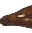 Tubarão demoníaco possui íris brilhantes   Foto: White et al/Journal of Fish Biology