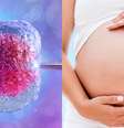 O sucesso da fertilização in vitro depende de alguns critérios -  Foto: Shutterstock / Alto Astral