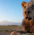 Aos 19 anos, Loonkito teve uma vida mais longa do que a maioria dos leões selvagens  Foto: LION GUARDIANS / FACEBOOK / BBC News Brasil