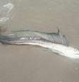 Peixes canibais com olhos gigantes e presas semelhantes a adagas têm surgido nos EUA  Foto: Oregon State Parks