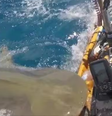 Pescador flagra momento que tubarão-tigre ataca o seu caiaque no Havaí  Foto: Reprodução
