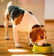 Comedouro lento controla a velocidade do processo de alimentação de cães  Foto: Przemek Iciak | Shutterstock / Portal EdiCase