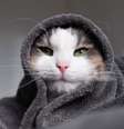 Em dias frios, proporcione um ambiente quente e aconchegante dentro de casa para o seu gato  Foto: Kashaeva Irina | Shutterstock / Portal EdiCase