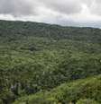 A Floresta Amazônica na região de Guaviare, onde ocorreu o acidente com o avião monomotor  Foto: DW / Deutsche Welle
