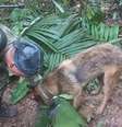 Cães farejadores encontraram uma tesoura que as equipes de busca acham que sugere que as crianças sobreviveram  Foto: Reuters / BBC News Brasil