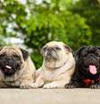 Os pugs têm temperamento amigável e sociável  Foto: Ezzolo | Shutterstock / Portal EdiCase