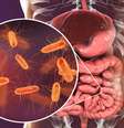 Bactéria intestinal pode ser a principal causa do Parkinson; entenda -  Foto: Shutterstock / Saúde em Dia