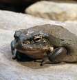 "Bufo" é extraído do Bufo alvarius, também conhecido como Incilius alvarius  Foto: Por Holger Krisp/CC BY 3.0/Wikimedia Commons