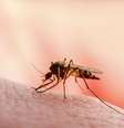 Cheiro de suor pode atrair picada de mosquitos, mostra estudo -  Foto: Shutterstock / Saúde em Dia
