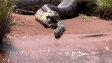 Vídeo de cobra saindo de dentro de outra cobra chamou a atenção de pesquisadores do Instituto Butantan  Foto: Reprodução/YouTube/Marcelo Filho