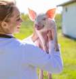 O porco é um animal inteligente, sociável e curioso  Foto: Budimir Jevtic | ShutterStock / Portal EdiCase