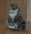 giphy (75).gif  Foto: Reprodução Giphy