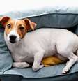 Ter uma caminha faz com que o pet se sinta protegido e relaxado  Foto: evrymmnt | Shutterstock / Portal EdiCase