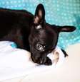Foto genérica de um cachorro da raça Pinscher  Foto: Yuri Vasconcelos/Unsplash