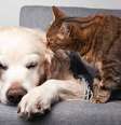 As verminoses são comuns e afetam a saúde de cães e gatos -  Foto: Shutterstock / Alto Astral