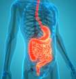 Saúde e digestão: saiba como prevenir as doenças do sistema digestivo -  Foto: Shutterstock / Saúde em Dia