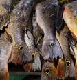 Pesquisadores analisaram diversas espécies de peixes para avaliar níveis de mercúrio  Foto: Divulgação/Universidade Federal do Pará (UFPA)