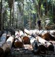 A expansão urbana, atividades de mineração e a crescente expansão do agronegócio são apontados como fatores que impulsionam a remoção da cobertura vegetal  Foto: REUTERS/Bruno Kelly