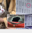 Gato sobrevive após cair do 6º andar e bater em para-brisa de carro  Foto: Reprodução/Redes Sociais 