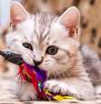 Gatos filhotes precisam de cuidados especiais  Foto: SunRay BRI Cattery RU | Shutterstock / Portal EdiCase