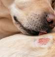 A coceira em cães pode causar lesões e feridas na pele do pet -  Foto: Shutterstock / Alto Astral