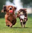 Brincar com outros cachorros ajuda a tornar o cão sociável  Foto: otsphoto | ShutterStock / Portal EdiCase