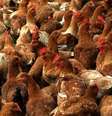 Gripe aviária  Foto: Valéria Gonçalvez/Estadão / Estadão