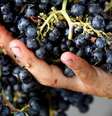 Crise dos vinhos Bordeaux: produtores assinam acordo para arrancar 9% das plantações  Foto: Duvignau/Reuters