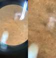 Micropásticos e glitter são encontrados em ostras e mariscos no litoral de Santa Catarina  Foto: Reprodução g1 /IFSC/