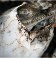 Os chamados 'nascimentos virginais' em crocodilos podem ser comuns, diz pesquisador  Foto: Joe Wasilewski / BBC News Brasil