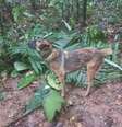 O pastor belga Wilson, do Exército da Colômbia, um dos dez cães que participaram do resgate das crianças, se perdeu na selva colombiana  Foto: Exército da Colômbia/via Twitter/Reprodução / Estadão