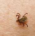 O carrapato-estrela, quando infectado pelas bactérias Rickettsia rickettsii ou Rickettsia parkeri, é o responsável por transmitir a febre maculosa  Foto: Getty Images / BBC News Brasil