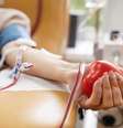 Dia do Doador de Sangue: saiba quais os requisitos para doar sangue -  Foto: Shutterstock / Saúde em Dia