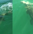 Vídeo mostra momento em que garoupa gigante engole tubarão  Foto: Reprodução