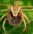 A febre maculosa é uma doença infecciosa transmitida pela picada do carrapato-estrela, geralmente encontrados em bois e cavalos  Foto: Reprodução
