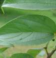 Trema micrantha Blume  é uma espécie nativa brasileira que produz canabidiol e pode ajudar a ampliar o uso médico da substância no Brasil  Foto: João Medeiros / Wikipedia